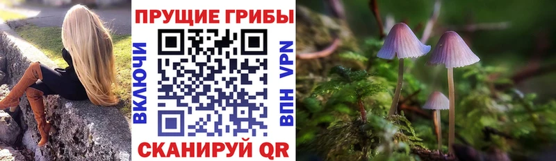 shop наркотические препараты  Владимир  Галлюциногенные грибы Cubensis  купить  цена 